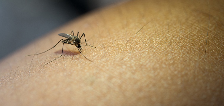 Close-up of mosquito sucking blood from human arm.